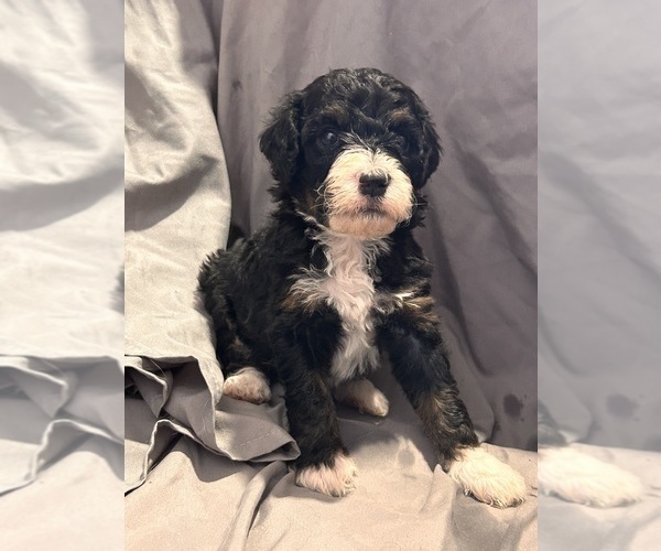 Medium Photo #2 Miniature Bernedoodle Puppy For Sale in LONGMONT, CO, USA