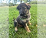 Small Photo #5 German Shepherd Dog Puppy For Sale in STOCKTON, IL, USA