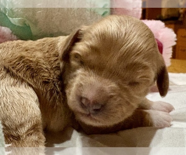 Medium Photo #1 Cavapoo Puppy For Sale in WAUSEON, OH, USA