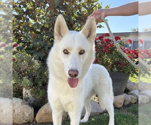 Medium Photo #1 German Shepherd Dog Puppy For Sale in Camarillo, CA, USA