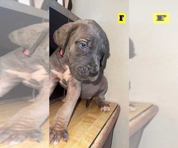 Medium Photo #1 Great Dane Puppy For Sale in GETTYSBURG, PA, USA