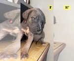 Small Photo #1 Great Dane Puppy For Sale in GETTYSBURG, PA, USA