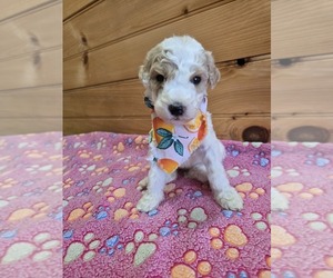 Poodle (Standard) Puppy for sale in WILLIAMSTOWN, KY, USA