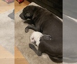 Small #8 Chinese Shar-Pei