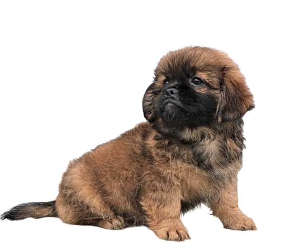 Medium Photo #5 ShihPoo Puppy For Sale in SAN DIEGO, CA, USA