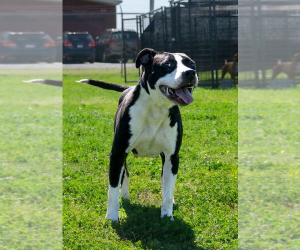 Medium Photo #2 Mutt Puppy For Sale in Abbeville, LA, USA