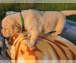 Small Photo #6 Golden Retriever Puppy For Sale in WOOSTER, OH, USA