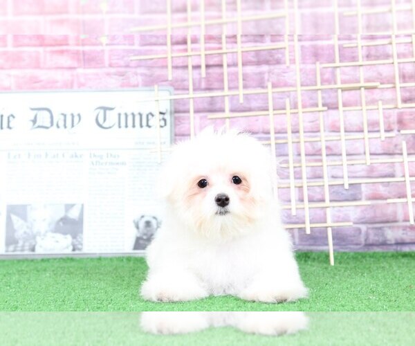 Medium Photo #3 Maltese Puppy For Sale in BEL AIR, MD, USA