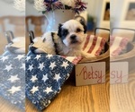 Puppy Betsy Poodle (Miniature)-Zuchon Mix