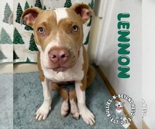 Medium Photo #1 Staffordshire Bull Terrier-Unknown Mix Puppy For Sale in Omaha, NE, USA