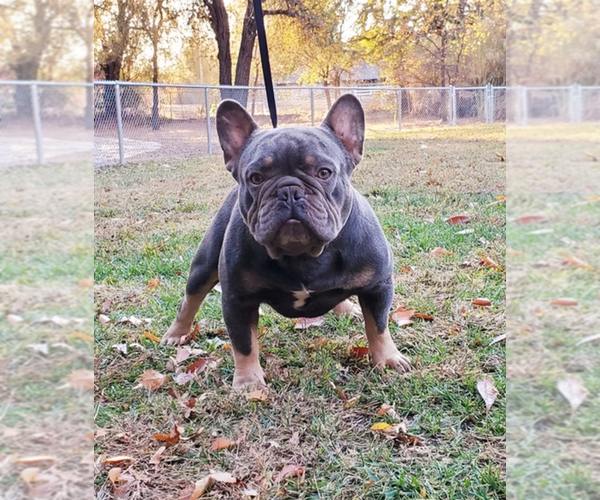 Medium Photo #1 French Bulldog Puppy For Sale in SACRAMENTO, CA, USA