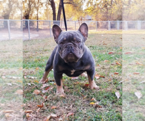 Father of the French Bulldog puppies born on 05/22/2026