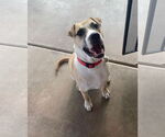 Small #16 American Pit Bull Terrier-Golden Retriever Mix