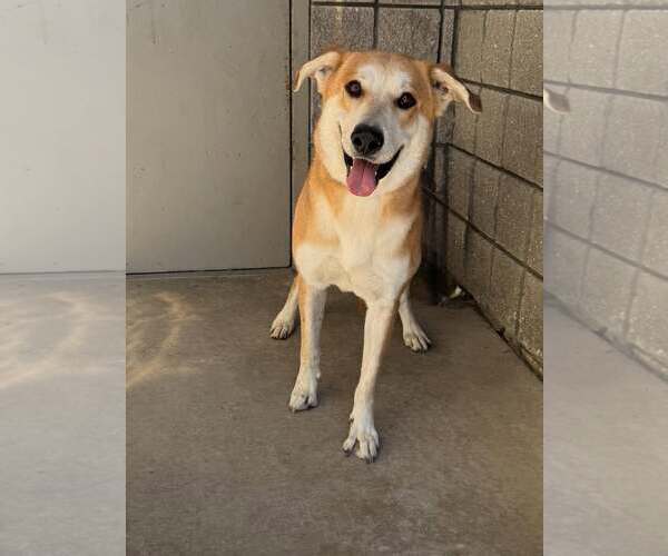 Medium Photo #1 Labrador Retriever-Unknown Mix Puppy For Sale in Rowlett, TX, USA