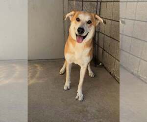 Labrador Retriever-Unknown Mix Dogs for adoption in Rowlett, TX, USA