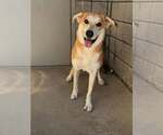 Small Labrador Retriever Mix