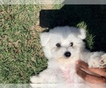 Small #3 Bichon Frise