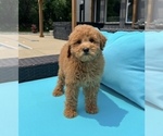 Small #2 Goldendoodle (Miniature)