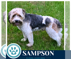 Mutt Dogs for adoption in Kimberton, PA, USA