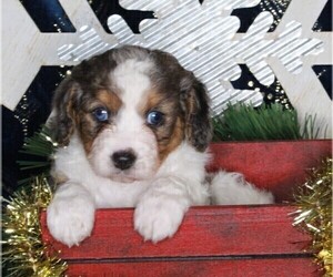 Cavapoo-Poodle (Standard) Mix Puppy for sale in FREDERICKSBURG, OH, USA