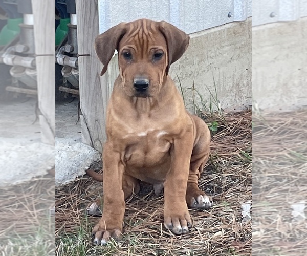 Medium Photo #1 Rhodesian Ridgeback Puppy For Sale in KIRBYVILLE, TX, USA