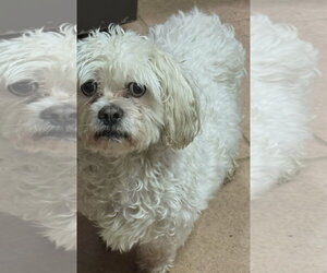Shih Tzu-Unknown Mix Dogs for adoption in Cuba, NY, USA