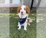 TX/Tank Fritz (LA) - Male Brittany-Colonial Cocker Spaniel Mix Dog for Adoption - Small photo