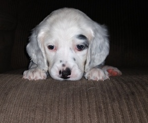 Llewellin Setter Puppy for sale in ALLEGAN, MI, USA