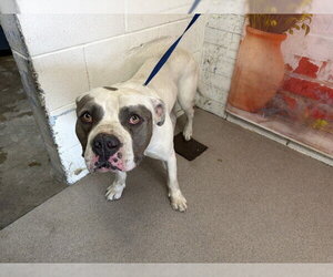 Mutt Dogs for adoption in San Bernardino, CA, USA