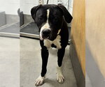 *TONY T - Male American Bulldog-Unknown Mix Dog for Adoption - Small photo