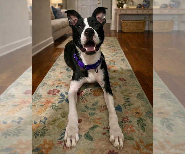 Medium Photo #8 Boxer-Unknown Mix Puppy For Sale in Mooresville, NC, USA