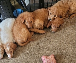 Goldendoodle Puppy for Sale in FRESNO, California USA