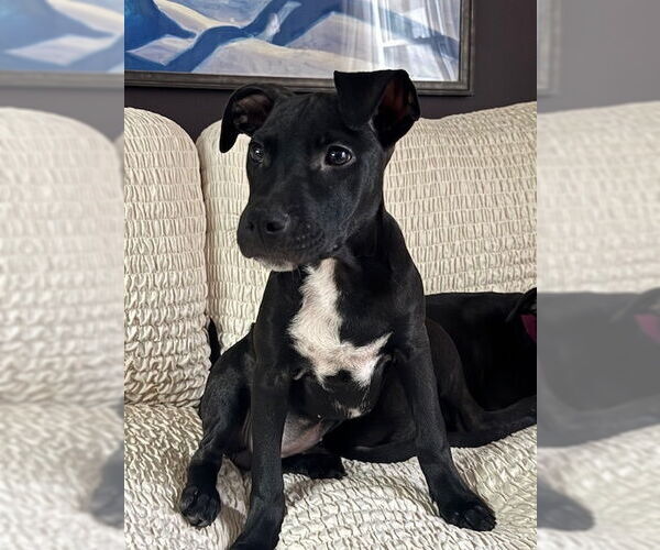 Medium Photo #9 American Pit Bull Terrier-Labrador Retriever Mix Puppy For Sale in Brewster, NY, USA
