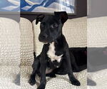 Small #8 American Pit Bull Terrier-Labrador Retriever Mix
