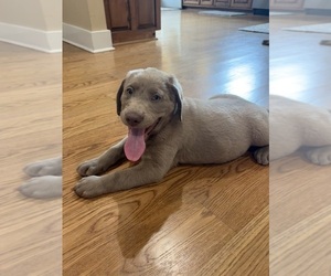 Labrador Retriever Puppy for sale in SCOTTSBORO, AL, USA
