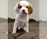 Small Photo #2 Brittany Puppy For Sale in SAINT CLAIR, MO, USA