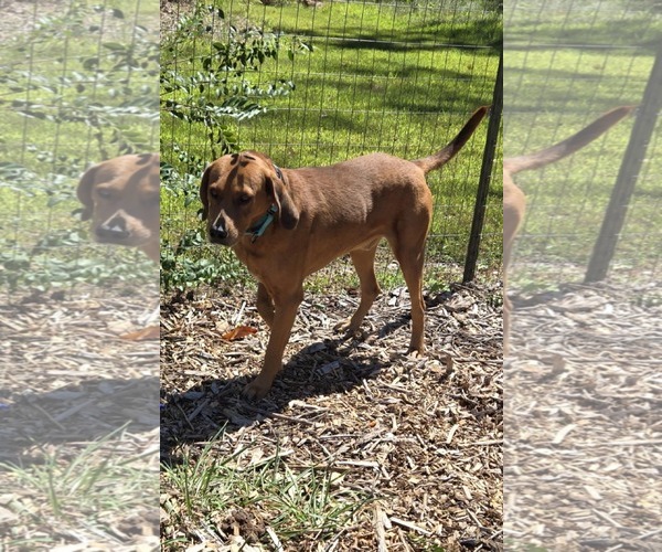 Medium Photo #14 Golden Retriever-Unknown Mix Puppy For Sale in Rustburg, VA, USA