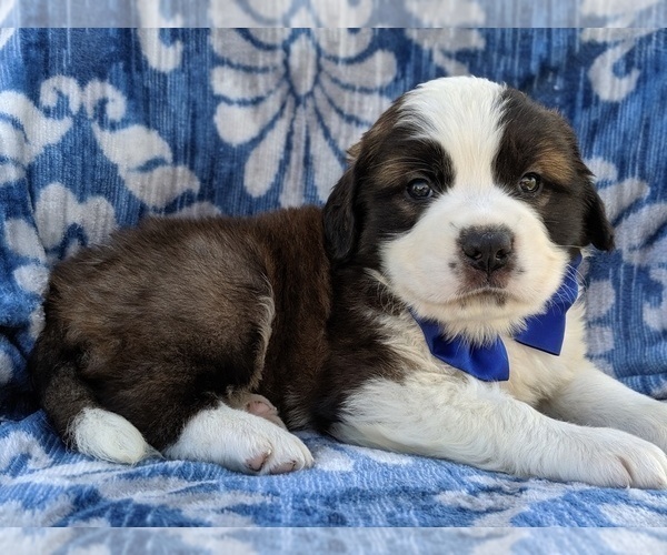 Medium Photo #5 Saint Bernard Puppy For Sale in LANCASTER, PA, USA
