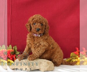 Goldendoodle Puppy for sale in GORDONVILLE, PA, USA