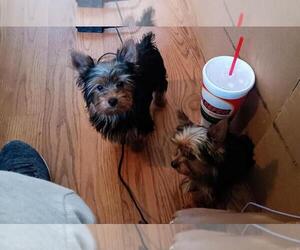 Yorkshire Terrier Puppy for sale in CLIFTON, TX, USA