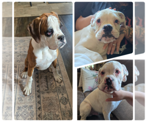Boxer Puppy for sale in LAUREL, DE, USA