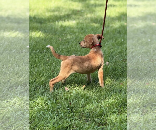 Medium Photo #3 Mutt Puppy For Sale in Yardley, PA, USA