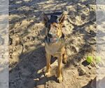 Small #3 German Shepherd Dog
