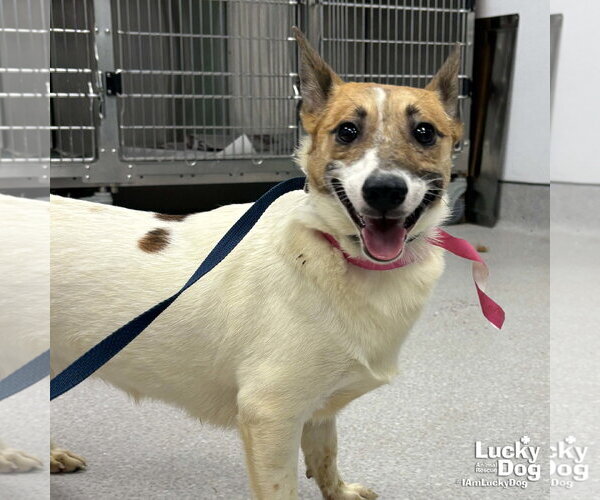 Medium Photo #1 Jack Russell Terrier-Unknown Mix Puppy For Sale in Washington, DC, USA