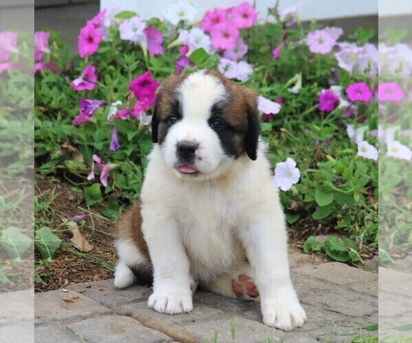 Medium Photo #1 Saint Bernard Puppy For Sale in MARIETTA, PA, USA