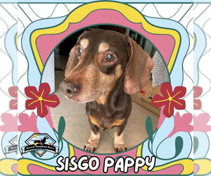 Dachshund Dogs for adoption in San Antonio, TX, USA