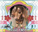 Small Dachshund