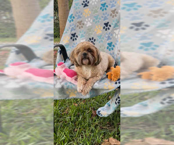 Medium Photo #4 Shih Tzu Puppy For Sale in Weston, FL, USA