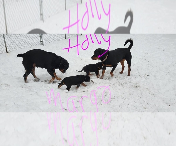 Medium Photo #1 Rottweiler Puppy For Sale in GENEVA, NY, USA