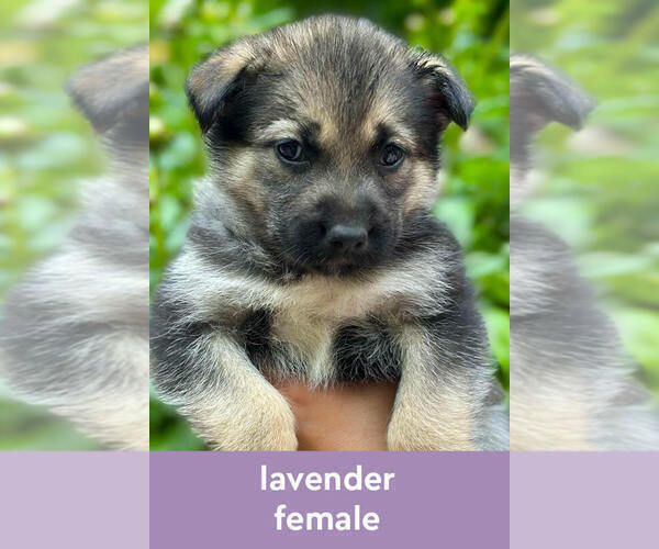 Medium Photo #6 German Shepherd Dog-Siberian Husky Mix Puppy For Sale in LANSING, MI, USA